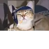 gatinhovidaloka7