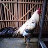 singo_asmoro