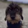lilbrimbo