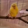 sunny.the.little.budgie