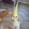 pikachu_cockatiel1