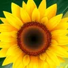 khairi.mirza.hussain