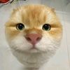 cutecutteee