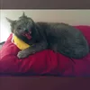 phyllislouise