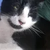 riquekoro