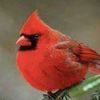 redbirds502