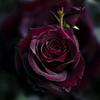 blackrose_shaheen