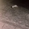 ちゃーん