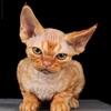 devonrex_kitten