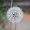 _dandelion195_
