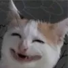 catrawr__10