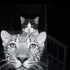 kittytigerfine
