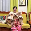 chicothespoileddog