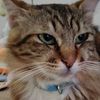 happy_catmom