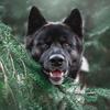 akita.americain