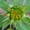 sunflowermom0610
