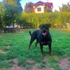 atena.2018