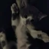 meawll_11