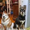 myshiba10