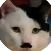 meiwwwolf.kitler