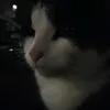 kissekb