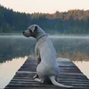 gaja_the_dogo_argentino