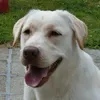 mspeedymich