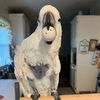 cassie_cockatoo