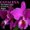 cataleyaguadalupevilmal0