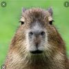 capybara_person