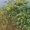 dung_1230829383