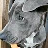 hera_blue_nose_pitbull