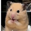 sukahamster1