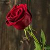 dairyrose2