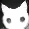 bwdoggie