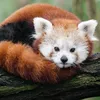 sleepwithalarm