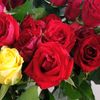 dinara___1981