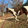 that_paint_horse