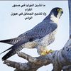 saqr4929