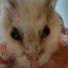 pokehammy121
