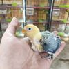 alis_aviary
