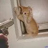 tuanvu_82
