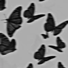 _butterfly_yo