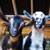 goodmorninggoats