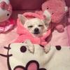 chihuahuainhellokitty