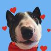 eddie_heart_minibull