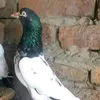 mainimran322