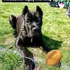 nelahthecanecorso