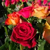 maybedaisyrose