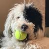 ty_the_sheepadoodle